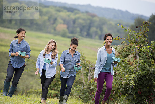 Pflücken von Brombeerfrüchten auf einem Bio-Bauernhof. Vier Frauen laufen zwischen den Reihen von Obststöcken.