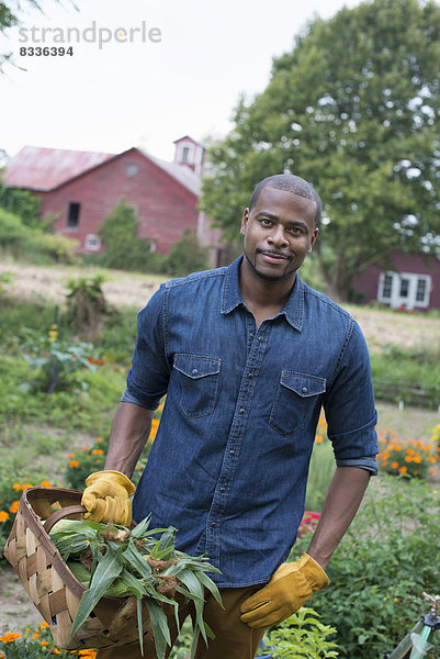 Ein biologischer Gemüsegarten auf einem Bauernhof. Ein Mann trägt einen Korb mit frisch geerntetem Mais auf dem Kolben.