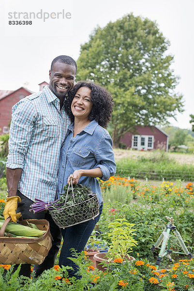 Ein biologischer Gemüsegarten auf einem Bauernhof. Ein Paar  das Körbe mit frisch geerntetem Maiskolben und grünem Blattgemüse trägt.