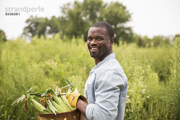 Arbeit auf einem biologischen Bauernhof. Ein Mann trägt einen Korb voller Maiskolben mit frisch gepflückten Produkten.