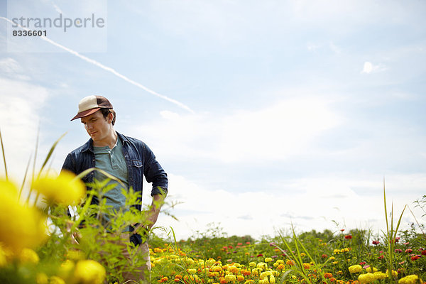 Ein Landwirt  der auf seinen Feldern im Staat New York arbeitet. Eine gelbe und orange Blumenkultur aus biologischem Anbau.