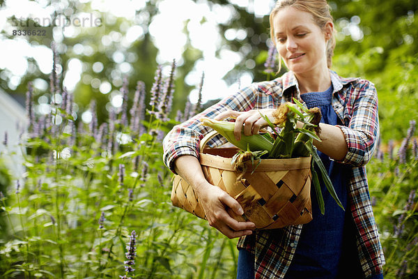 Eine Frau trägt einen vollen Korb mit frisch geerntetem Maiskolben und Gemüse aus dem Garten.