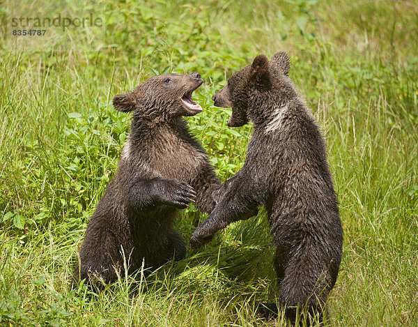 Europäische Braunbären (Ursus arctos)  spielende Jungtiere  Gehegezone Nationalpark Bayerischer Wald  Neuschönau  Niederbayern  Bayern  Deutschland