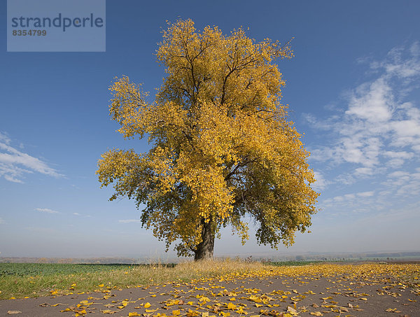 Pappel (Populus spec.) im Herbst  Thüringen  Deutschland