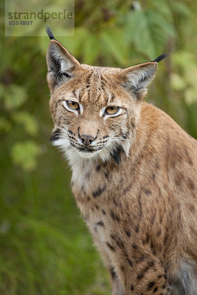 Eurasischer Luchs  Nordluchs (Lynx lynx)  Tierfreigelände  Nationalpark Bayerischer Wald  Bayern  Deutschland
