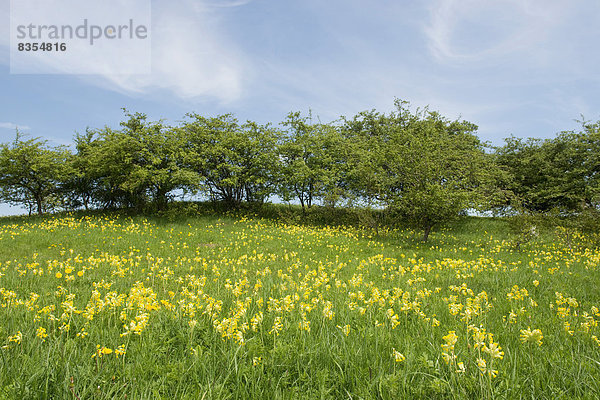 Frühlingswiese mit blühenden Echten Schlüsselblumen (Primula veris)  Thüringen  Deutschland