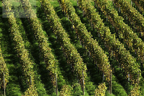 Weinstöcke  Rebzeilen im Herbst  Vogtsburg im Kaiserstuhl  Baden-Württemberg  Deutschland