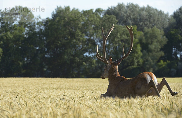 Rothirsch (Cervus elaphus) in einem Getreidefeld  Niederösterreich  Österreich