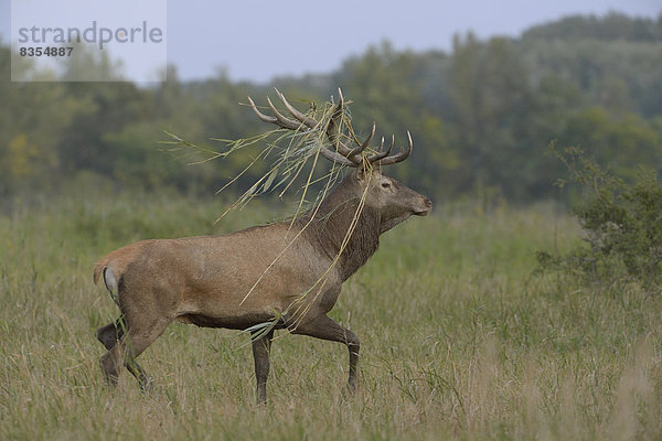 Rothirsch (Cervus elaphus) mit Schilfgras im Geweih  Niederösterreich  Österreich