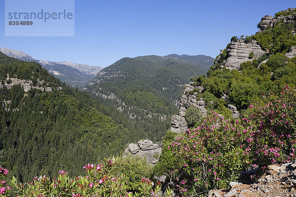 Oleander (Nerium oleander)  Taurusgebirge  Köprülü-Kanyon-Nationalpark  Provinz Antalya  Türkei