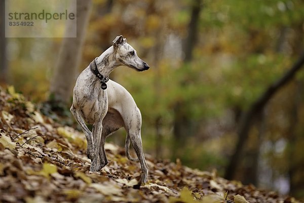 Whippet steht im Wald