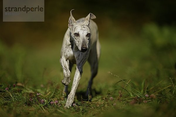 Whippet rennt auf der Wiese