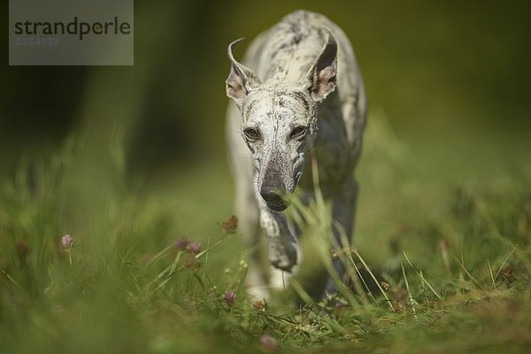 Whippet rennt auf der Wiese