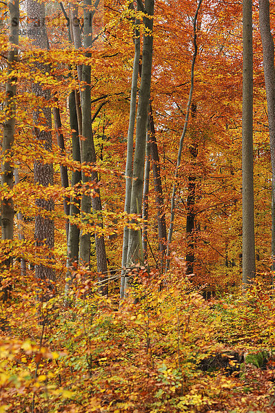 Herbstlicher Buchenwald (Fagus)  Mittelfranken  Bayern  Deutschland