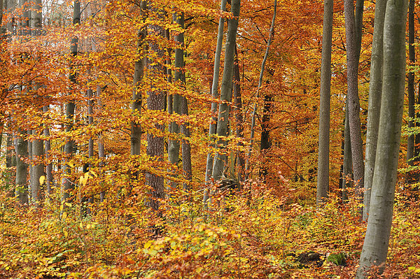 Herbstlicher Buchenwald (Fagus)  Mittelfranken  Bayern  Deutschland