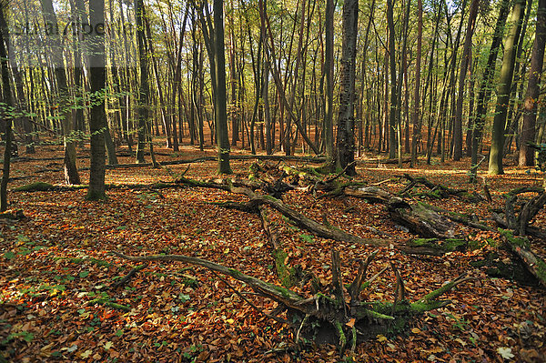 Landschaft Wald Buche Buchen kahler Baum kahl kahle Bäume Deutschland Hessen