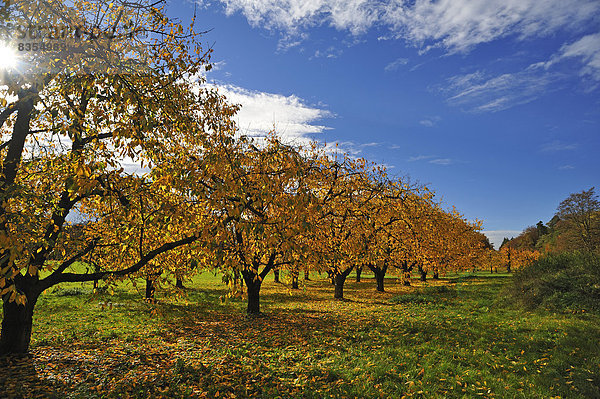 Süßkirschen (Prunus avium)  Plantage im Herbst  Bayern  Deutschland