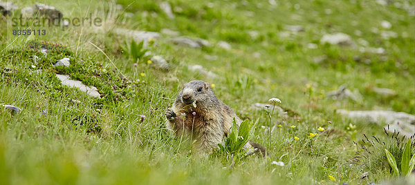 Alpenmurmeltier (Marmota marmota) bei Juf  Graubünden  Schweiz