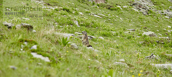 Alpenmurmeltier (Marmota marmota) bei Juf  Graubünden  Schweiz