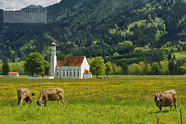 Kirche St. Coloman oder Colomanskirche  vorne eine Frühlingswiese mit Kühen  Schwangau  Ostallgäu  Allgäu  Schwaben  Bayern  Deutschland
