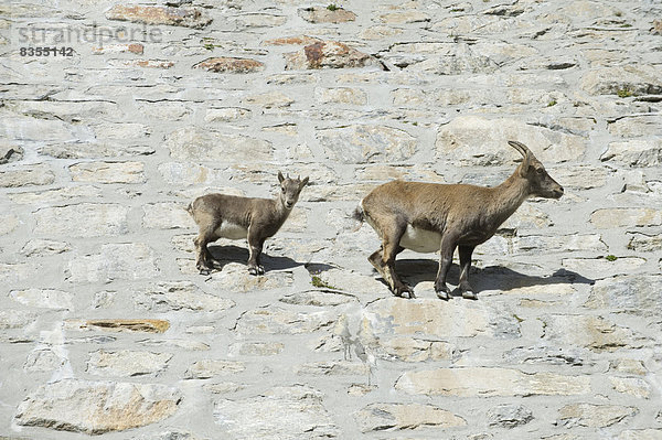 Alpensteinböcke (Capra ibex)  Provinz Verbano-Cusio-Ossola  Italien