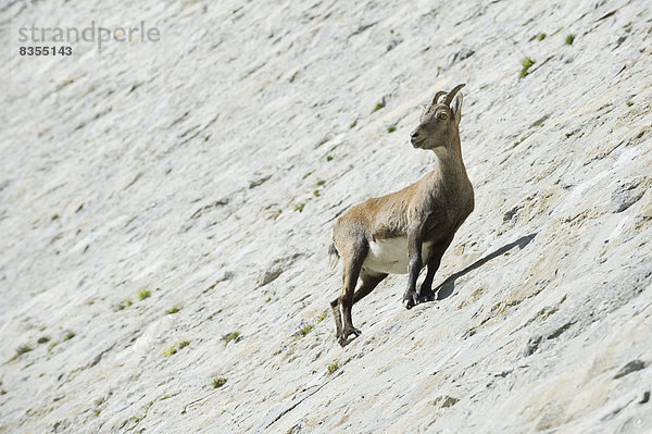 Alpensteinbock (Capra ibex)  Provinz Verbano-Cusio-Ossola  Italien