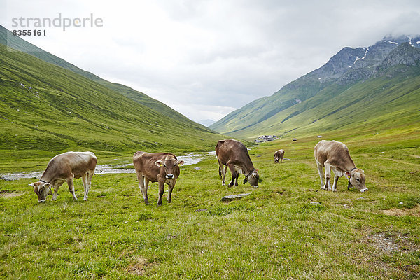 Kühe im Tal bei Juf  Graubünden  Schweiz