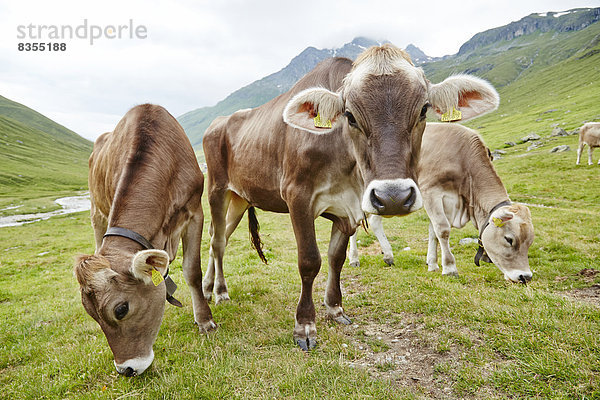 Kühe im Tal bei Juf  Graubünden  Schweiz