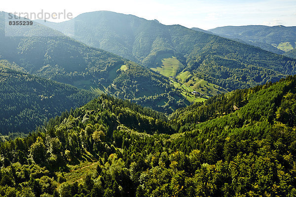 Bewaldete Berghänge im Hochschwarzwald mit Belchen im Hintergrund  Münstertal  Baden-Württemberg  Deutschland