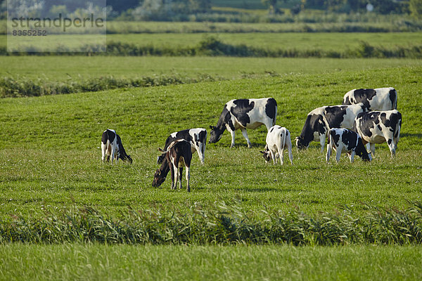 Kühe auf der Weide  Insel Pellworm  Deutschland