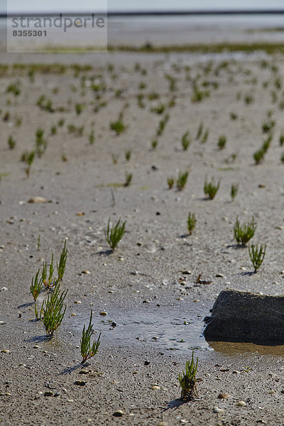 Wattenmeer bei Ebbe  Insel Pellworm  Deutschland