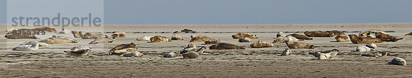 Seehund-Kolonie auf der Sandbank Norderoogsand vor Pellworm  Deutschland