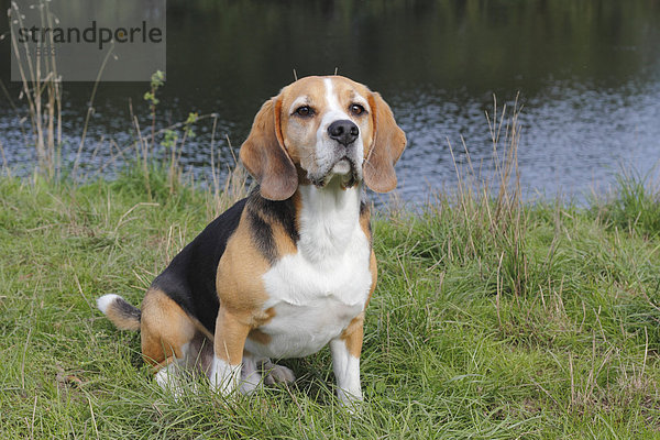 Beagle sitzt im Gras