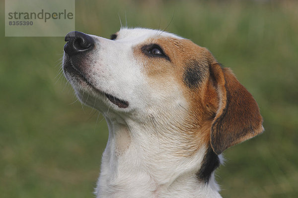 Beagle-Mischling  Kopf