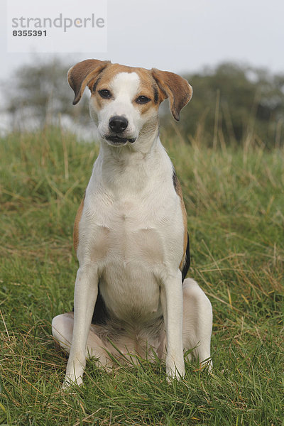 Beagle-Mischling sitzt im Gras