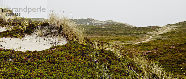 Dünenlanschaft bei Hörnum  Sylt  Deutschland