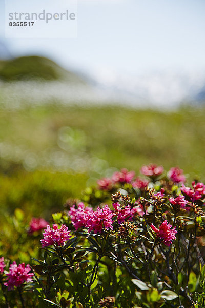 Rosa blühende Alpenrosen  Berner Oberland  Schweiz