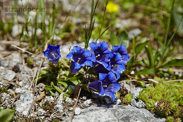 Blauer Enzian  Berner Oberland  Schweiz