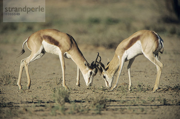 Zwei Springböcke (Antidorcas marsupialis) kämpfen  Kgalagadi-Transfrontier-Nationalpark  Mata Mata  Republik Südafrika