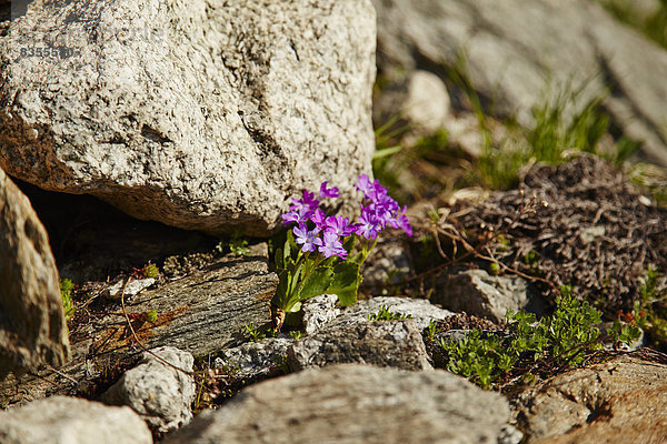 Lila Bergprimel  Berner Oberland  Schweiz