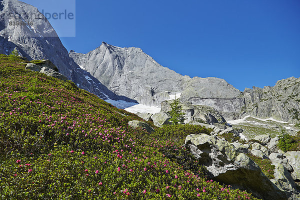Alpenrosen und Piz Badile  Val Bondasca  Graubünden  Schweiz