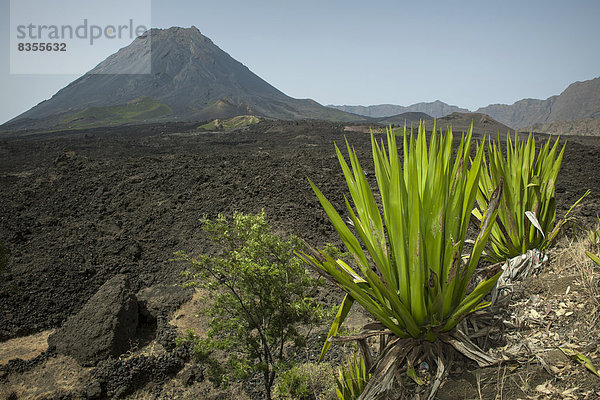 Der Vulkan Pico do Fogo  Parque Natural do Fogo  Insel Fogo  Kap Verde