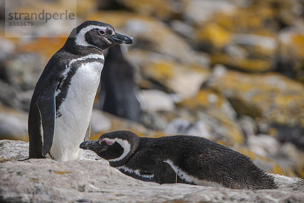 Magellan-Pinguine (Spheniscus magellanicus)  Carcass Island  Falklandinseln