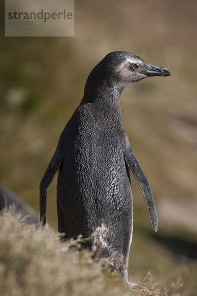 Magellan-Pinguin (Spheniscus magellanicus)  Carcass Island  Falklandinseln