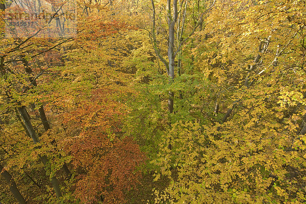 Rotbuchenwald im Herbst  Rotbuchen (Fagus sylvatica)  Nationalpark Hainich  Thüringen  Deutschland