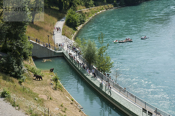 Bär Fluss Aar Bern Zeche Schweiz Kanton Bern