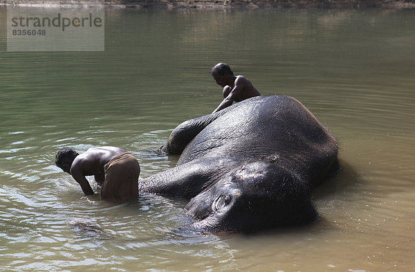 Zwei Mahuts baden einen im Wasser liegenden Asiatischen Elefanten (Elephas maximus)  Kappukadu Elephant Rehabilitation Centre  Kottur  Kerala  Indien