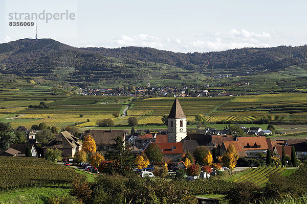 Winzerdorf und Kulturlandschaft im Herbst  Burkheim  Vogtsburg im Kaiserstuhl  Baden-Württemberg  Deutschland