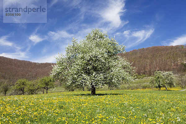 Blühender Obstbaum auf einer Frühlingswiese im Neidlinger Tal  Baden-Württemberg  Deutschland