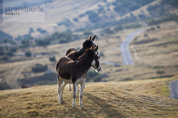 Esel (Equus asinus asinus) auf einer Gebirgsweide im Tal Val Federia  Sondrio province  Lombardy  Italien